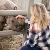 woman touching rhino