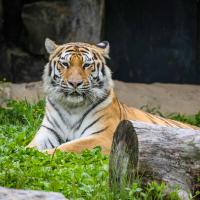 Amur tiger laying in grass