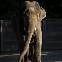 elephant bull walking