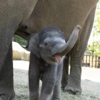 baby elephant at the Columbus Zoo