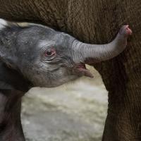 baby Asian elephant