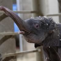 Asian elephant calf, born in October at the Columbus Zoo