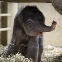 baby elephant under mother
