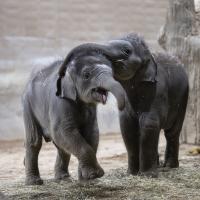 two elephant calves