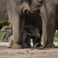 elephant calves under their mother