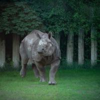 Asian one horned Rhino