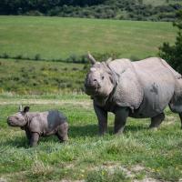 Asian one horned Rhino and calf