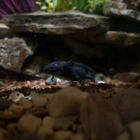 axolotl in water