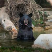 black bear in water