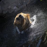 Brown bear swimming