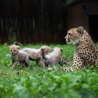 four cheetahs in grass