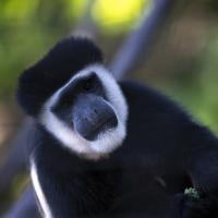 colobus monkey