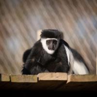 Colobus Monkey