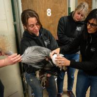 Care team works on Crowned Crane