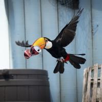 Tucan with can in beak