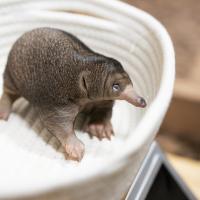 Echidna puggle being weighed