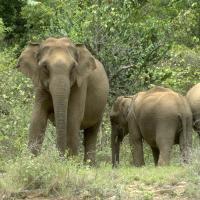 Elephants in native range