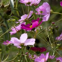 Flowers at The Wilds