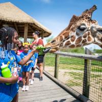 giraffe feeding