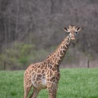 Giraffe