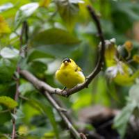 yellow bird on branch