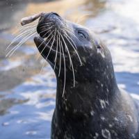 seal flipping a fish into its mouth