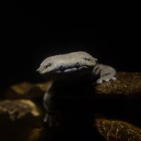hellbender underwater