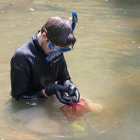 Hellbender Release