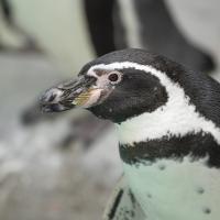 Humboldt penguin
