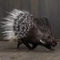 Porcupine