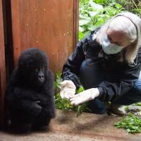 Veterinarian and gorilla