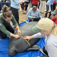 Manatee lying on blue tarp as experts measure her body to prepare for release
