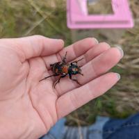 Male American Burying Beetle