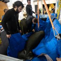 Manatee arrival at the Columbus Zoo