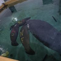 manatees at the Columbus Zoo