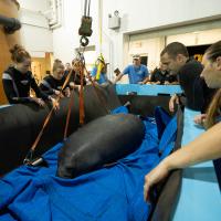 zoo team with manatee in tarp