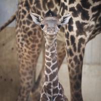 Giraffe calf looks toward camera with mom in background