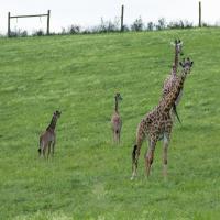 Two giraffe calves in a pasture with their mothers