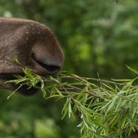 Moose browse