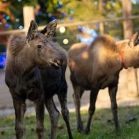 Moose Calf Violet and Scarlet