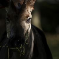okapi in shadows
