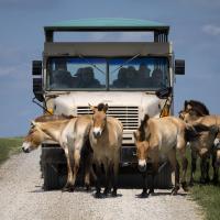 bus with horses in foreground