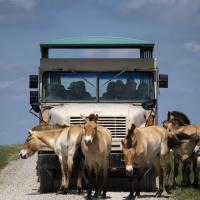 animals in front of safari bus
