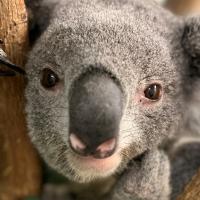 koala in tree