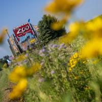 yellow flowers and columbus zoo sign