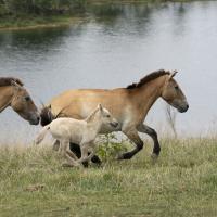 horses running by lake