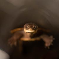 snake necked turtle in water