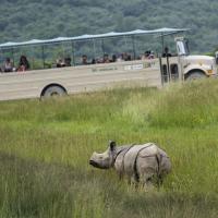 tour bus with rhino in foreground