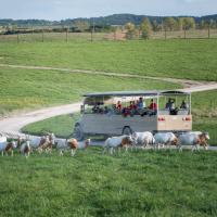 safari bus at The Wilds