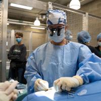 medical staff performing procedure on sea lion